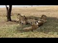 Lioness Sleeping Serengeti National Park African Safari Wonders Real Scenes