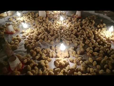 Baby chicks chirping sounds.