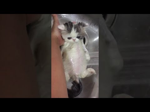 Милота дня: Котенок любит купаться