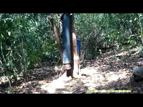 Tatu peba , varias cutia , varias paca , jacu , Mutun .