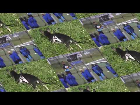 WAF BRIGITTENAU U8 GEGEN -SC.COLUMBIA 05.10.2019