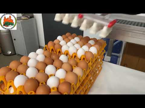 Frische Eier aus dem Knoblauchsland | Eier Ell