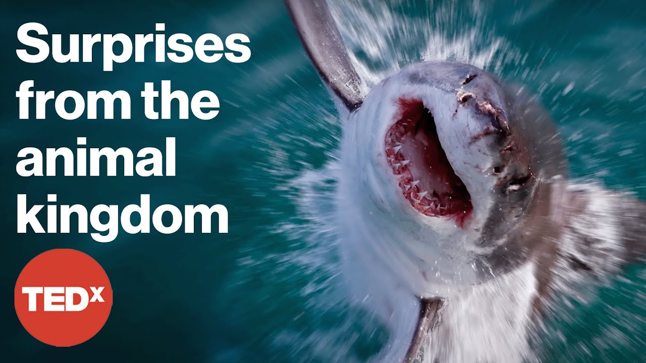 Creature Features: TEDx's wildest animal talks