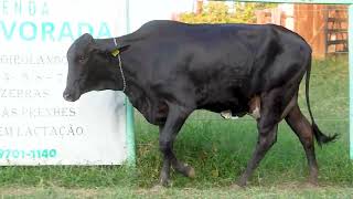 LOTE 10 - 1847 SL ALVORADA (6834-CS)