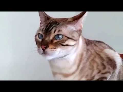 Kumari and  walking your cat chat...