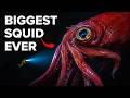 Nothing About Colossal Squids Is Normal...Here's Why DEFAULT Thumbnail