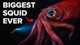 Nothing About Colossal Squids Is Normal...Here's Why MQDEFAULT Thumbnail