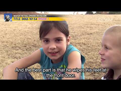 Norman the Briard | Dogs 101 S4 | Viu