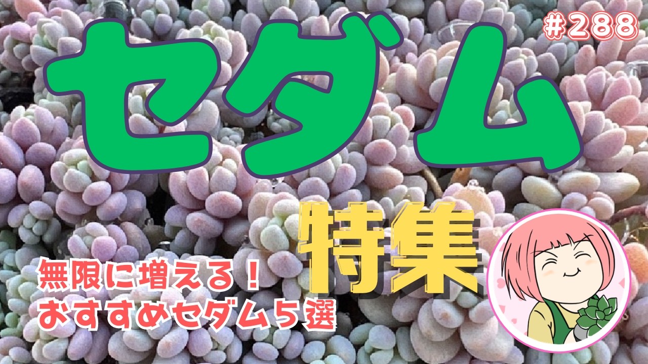 セダムはこうすると無限に増えます！おすすめ5選【多肉植物】no288
