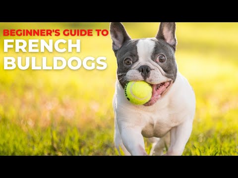BEGINNER'S GUIDE TO THE FRENCH BULLDOG