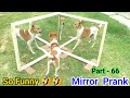 Dog Funny Reaction Be Happy No Bp