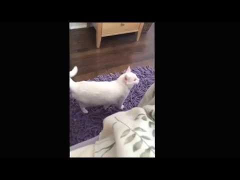 amh LMK Productions: Introducing Lucy, Maitri, and Kiki