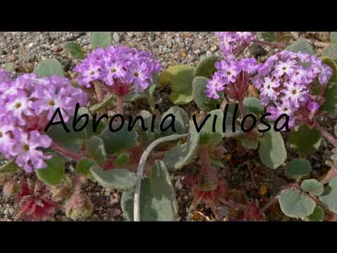 How to Pronounce Abronia villosa?