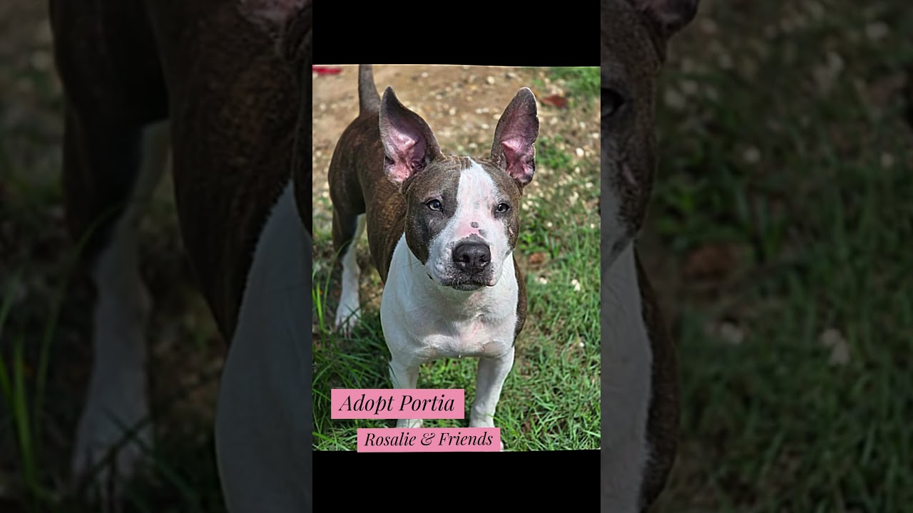Enlarge Portia, a ADOPTABLE mixed breed in Milton, FL video 5/6