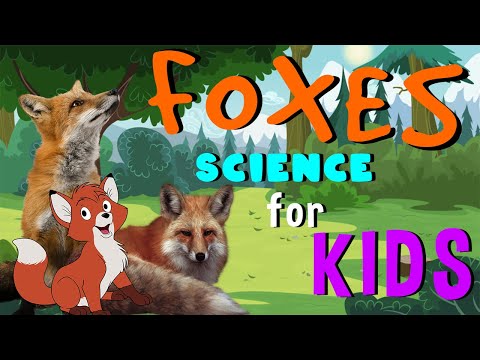 Foxes | Science for Kids