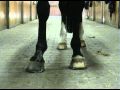 Barney Feet 2009 10 14 14 12 05
