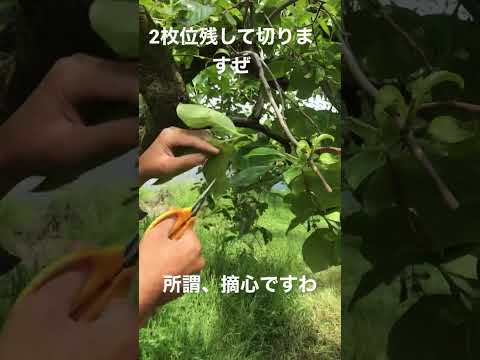 これが、すぐに果樹にホイルを被せるべき理由です。  庭園