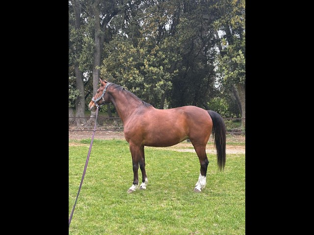 Castrone Origine non conosciuta  In vendita 2013 Baio