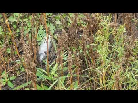 Removal of Cluster Munitions in Kherson. To dangerous to move so we blow everything in place.