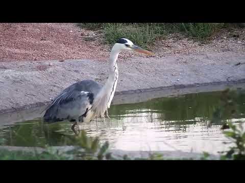 Djuma: Grey Heron in the pan - 05:00 - 11/14/2022