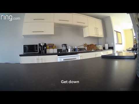 El gato Oscar haciendo travesuras