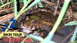 Download lagu Suara Kodok Tengah Malam mp3