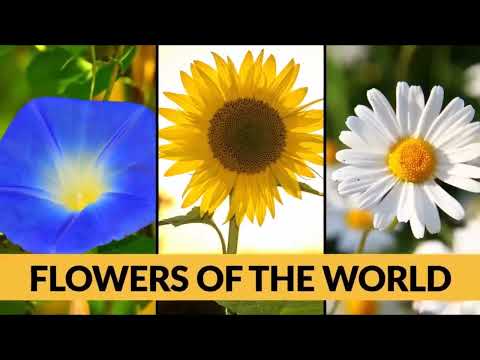 DVD 237 - Nicu Petrescu - 13 cîntări