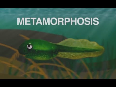 Metamorphosis song about frog life cycle