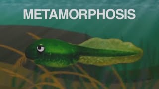 &quot;Metamorphosis (Tadpole Into a Frog)&quot; song about frog life cycle for elementary science lessons
