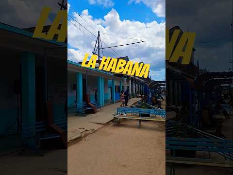 Cuba/Güira de melena🇨🇺