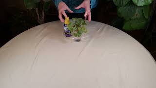 How to Fertilize Mini African Violets in Wicking Systems