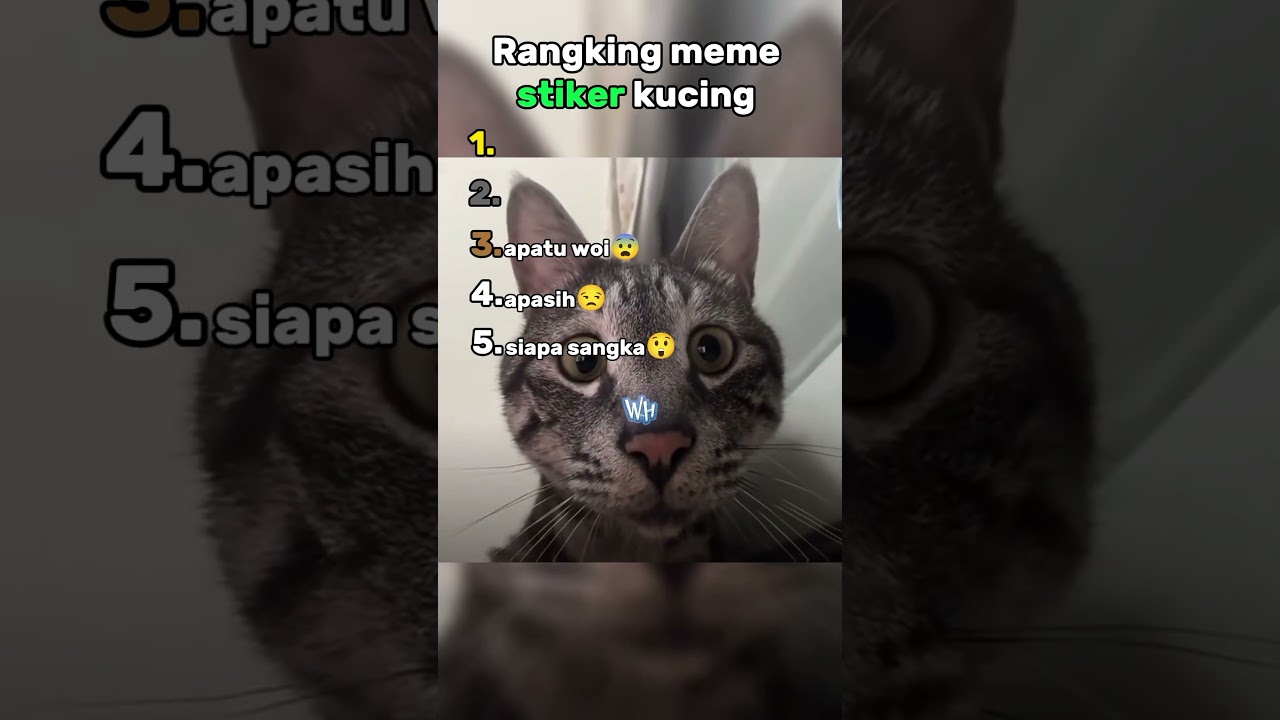 meme stiker kucing😹