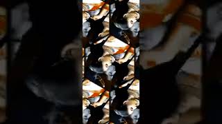 Download lagu Ae Ganesh Ke Mummy || ऐ गणेश के मम्मी || Kalpana || Dj Bolbam song status mp3