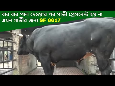 Sahiwal Frisian cross bull 6617 এর ফিল্ড রেকর্ড জেনে নিন | Savar dairy