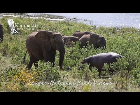 Hippo surrounded by Elephants Keeps his Cool then Escapes - Kruger Park Videos