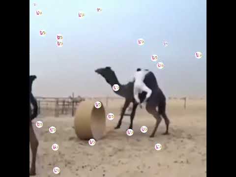 Saudi Sheikh and their friends pranks | Funniest world 510