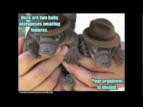 Two Baby Platypuses Wearing Fedoras