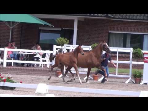 *2016 Hengstfohlen von Le Vivaldi - Relevant