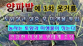 [텃밭농부 1,742]  양파밭에 1차 웃거름 주고 뿌리 살균, 살충 후 유익한 미생물 투입 방법. #양파재…