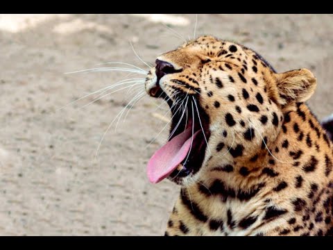 Freeks Wilde Wereld - S08E13 - Komt een kat bij de dokter