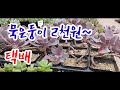 온라인택배 2천원의 묵은둥이국민이다육들~ 용인수다육 박시연다육식물이야기