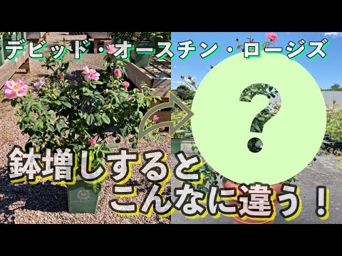 イングリッシュローズ「クイーンオブスウェーデン」 植物