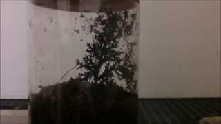 P. Irminia Constructing Hide