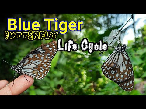 Blue Tiger Life Cycle | Beyond the Eye