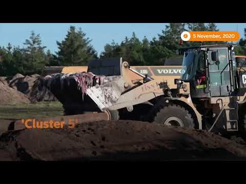 What we know about the mink coronavirus strain