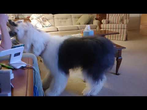 Sheepdog does the Zoomies