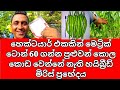 MICH HY 1 මිරිස් බීජ හා වගාව MICH HY 1 Miris Wagawa Hybrid Chilli Cult