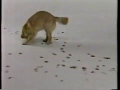Empire Carpet Commercial 1992