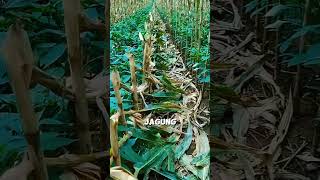 Download lagu This smart way for farmers to cultivate land by planting corn and chilies #shorts #shortvideo mp3