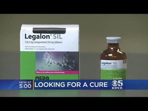 Doctor's Antidote For Death Cap Mushrooms Saves Dozens Of Lives